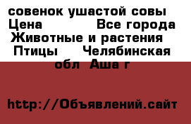 совенок ушастой совы › Цена ­ 5 000 - Все города Животные и растения » Птицы   . Челябинская обл.,Аша г.